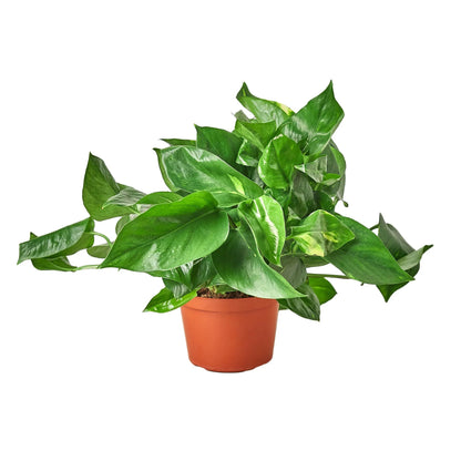 Pothos Golden in Terracotta Pot