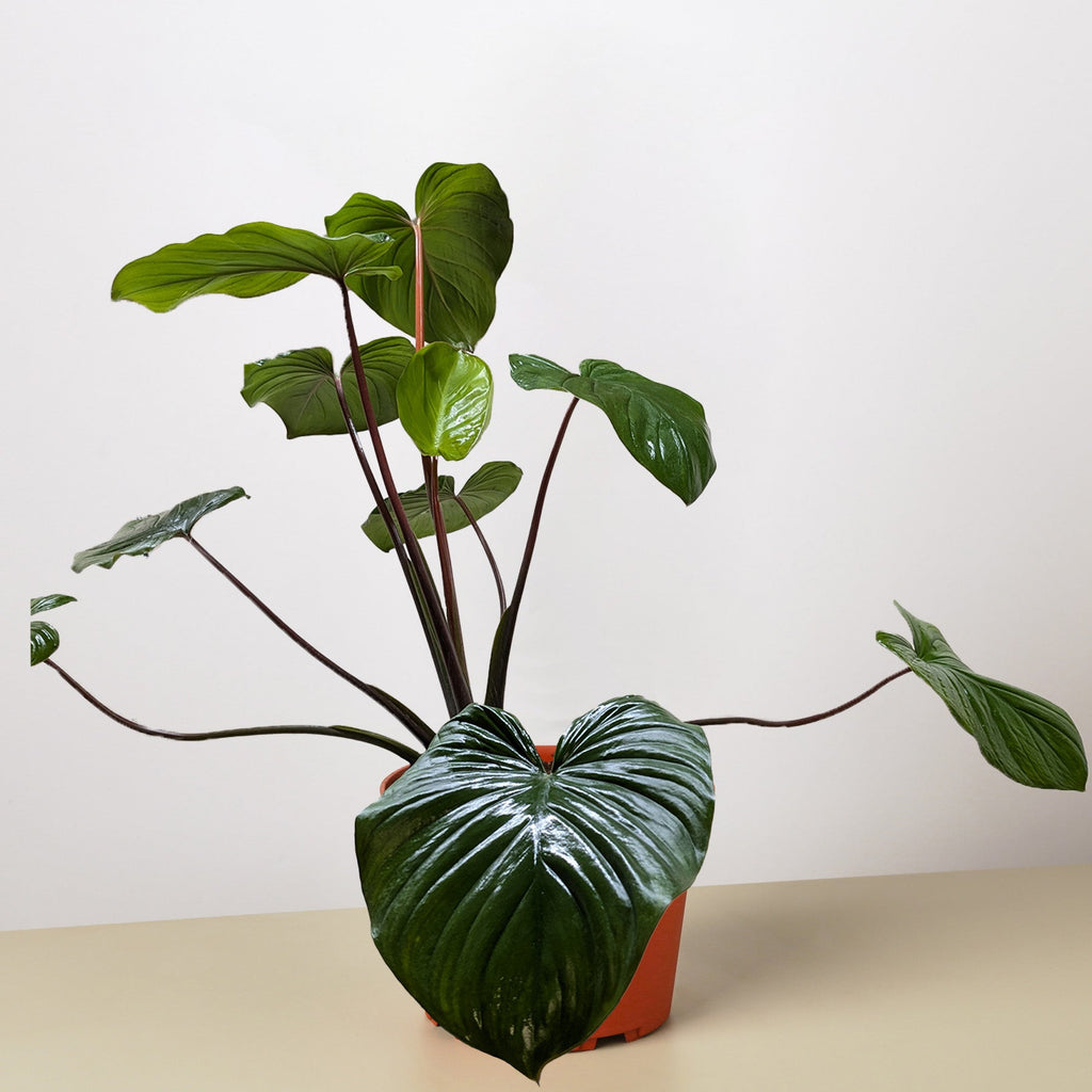 Homalomena 'Emerald Gem'