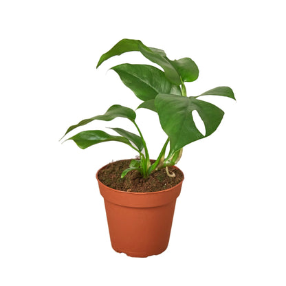 Mini Monstera