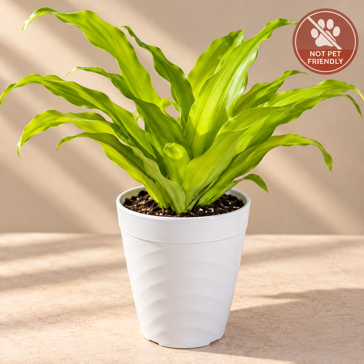 Limelight Dracaena