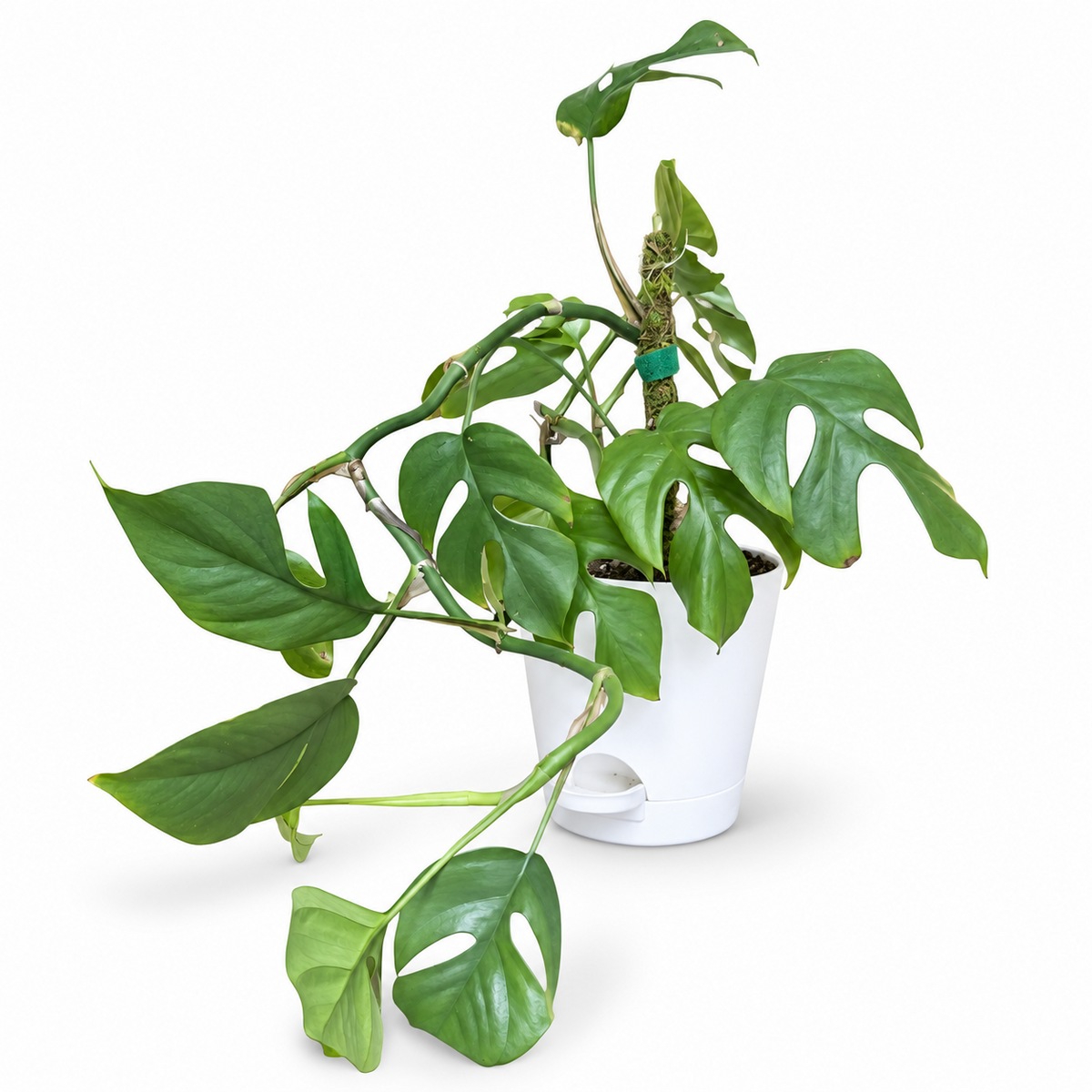 Mini Monstera in 5 inch White Pot