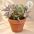 Polka Dot Plant