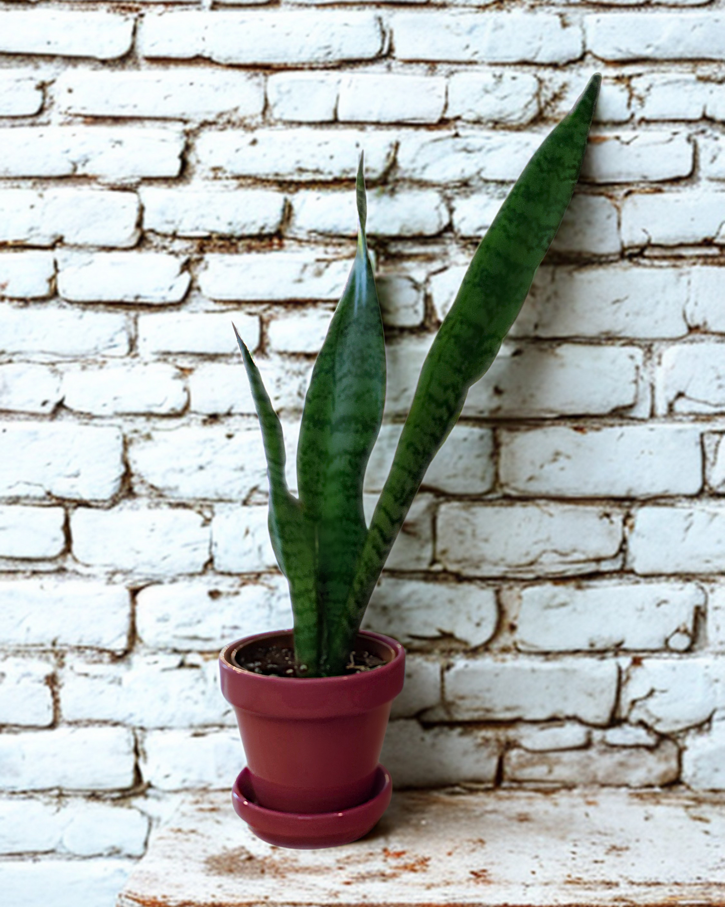 Snake Plant 'Zeylanica'