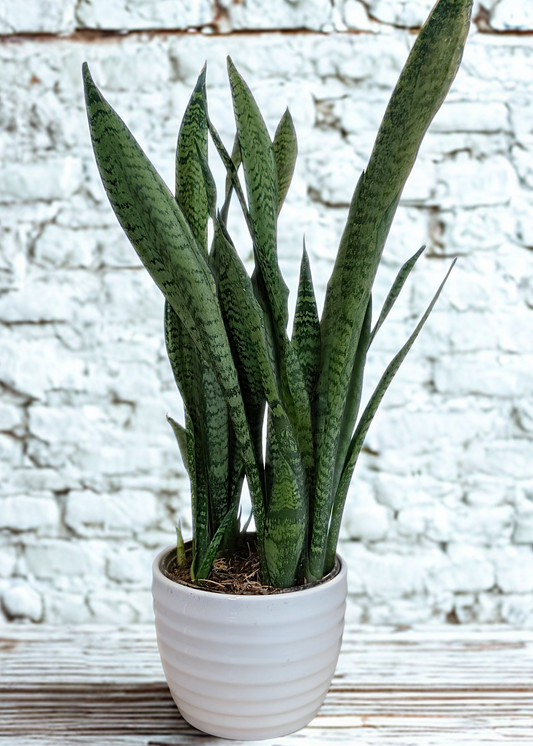 Snake Plant 'Zeylanica'