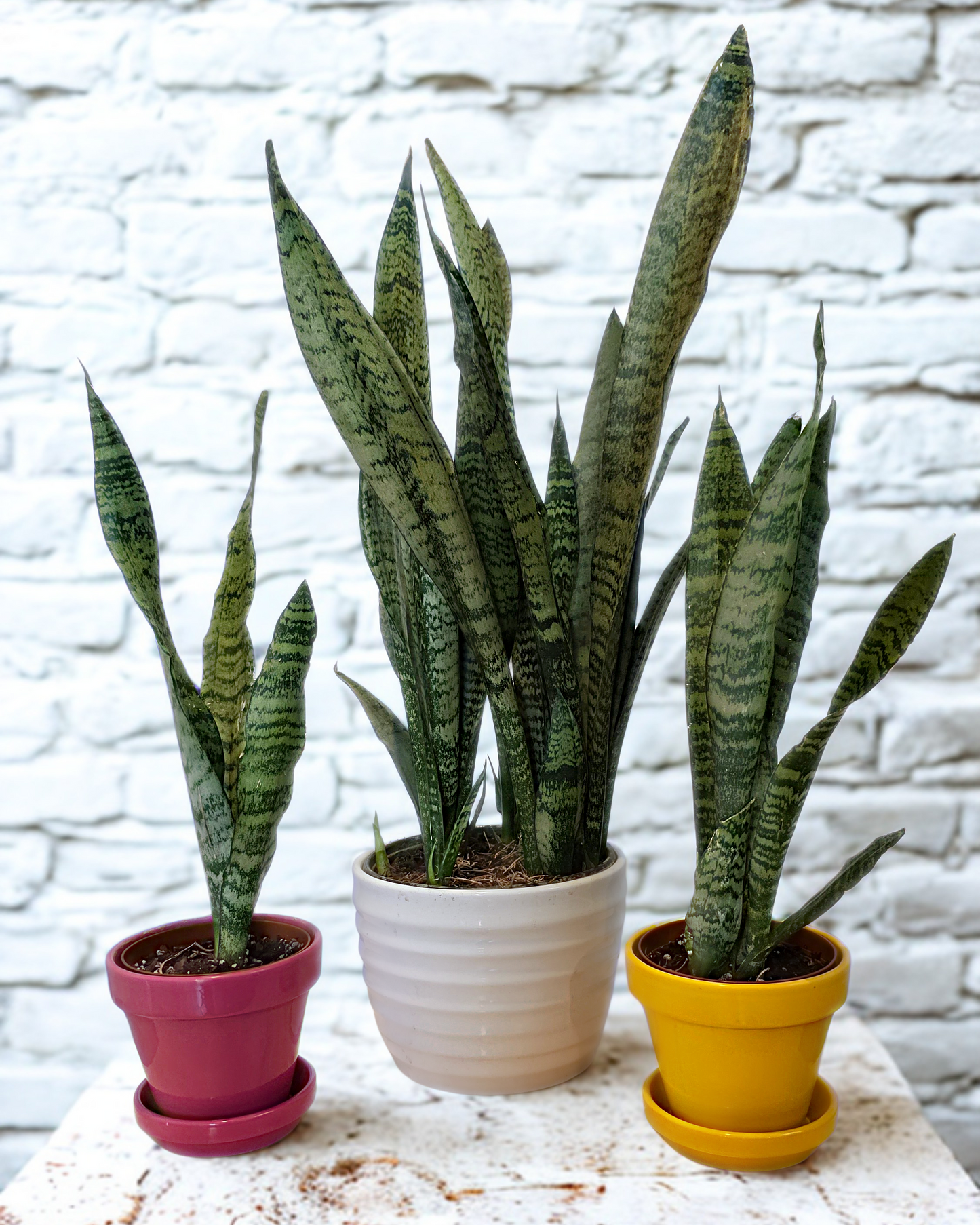 Snake Plant 'Zeylanica'