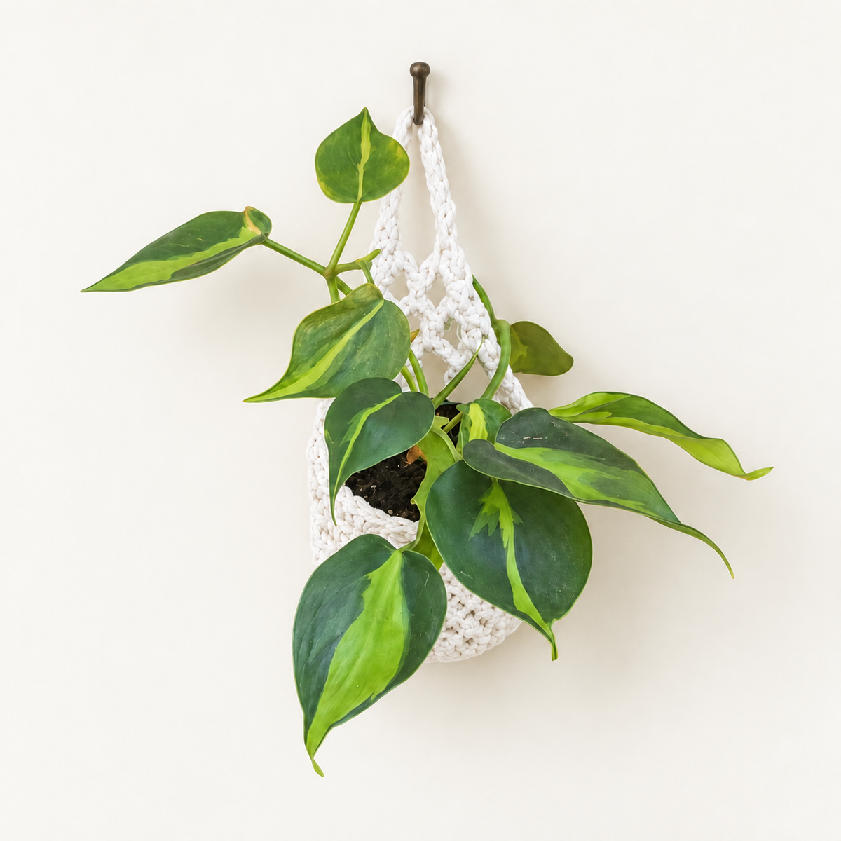 Philodendron Brasil in Small Crochet Hanger