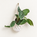 Silver Pothos in Small Crochet Hanger
