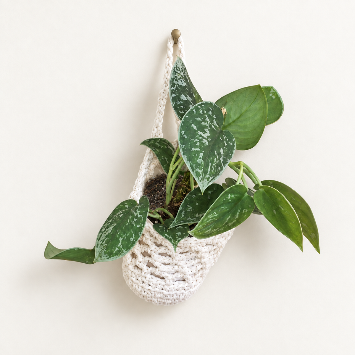 Silver Pothos in Small Crochet Hanger