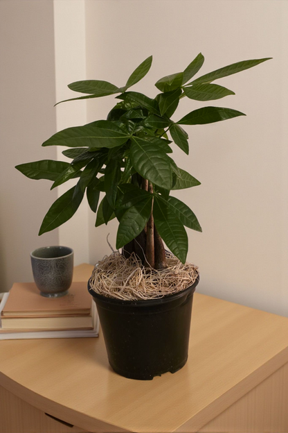 6 inch Pachira Braid (Money Tree) in Ceramic Pot