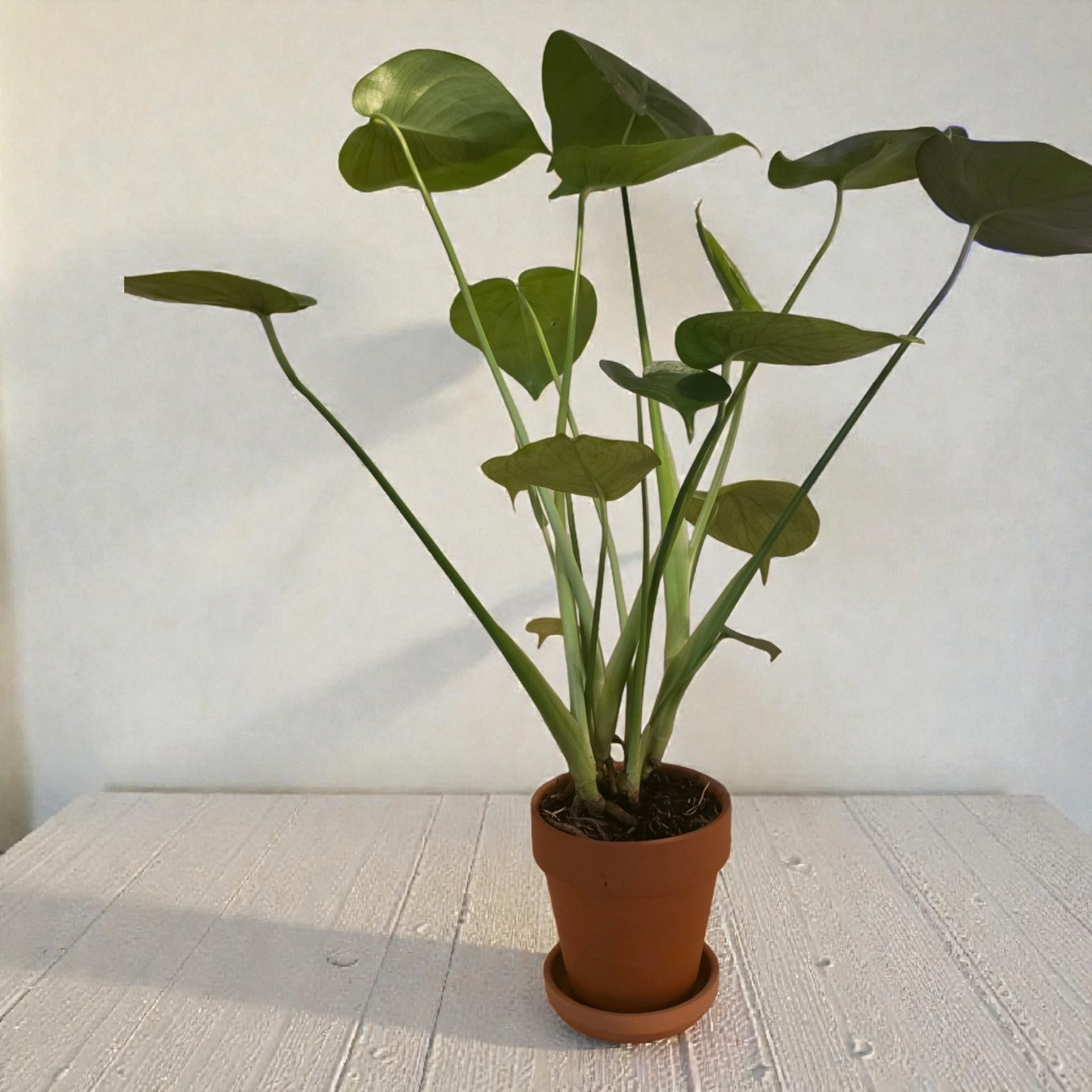 Philodendron Monstera