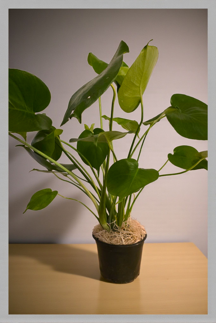 Philodendron Monstera