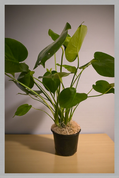 Philodendron Monstera