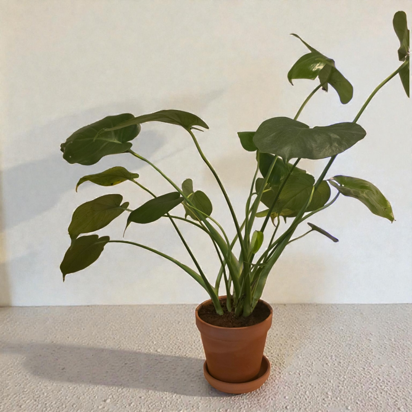 Philodendron Monstera