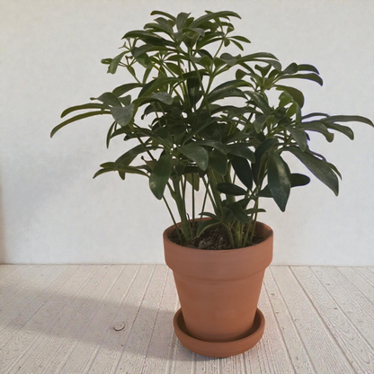 Schefflera 'Umbrella Plant"