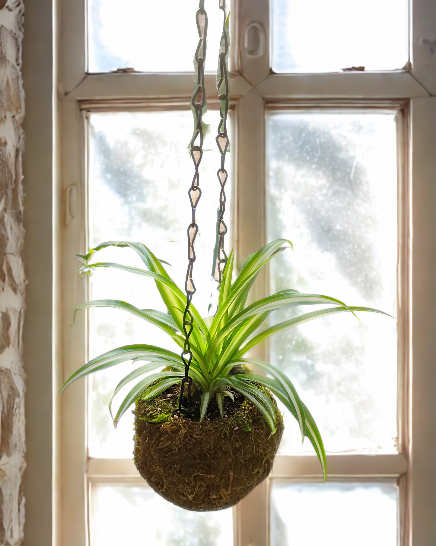 Spider Plant Kokedama Moss Ball