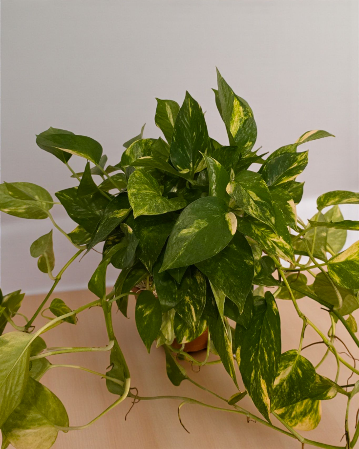 Pothos Golden