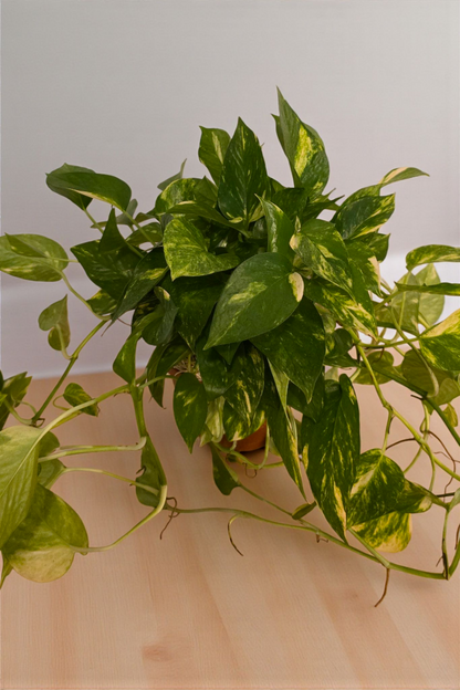 Pothos Golden in Terracotta Pot