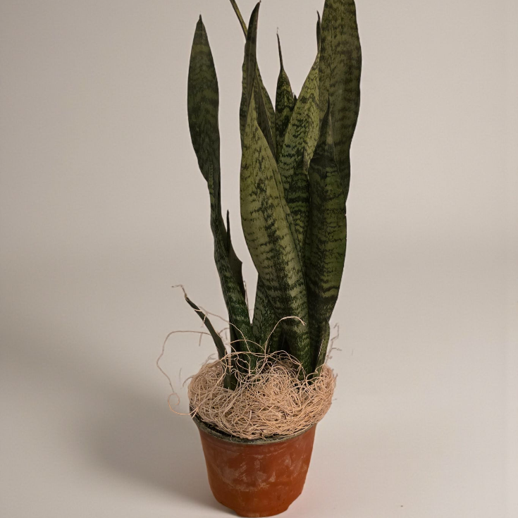 Snake Plant 'Zeylanica'