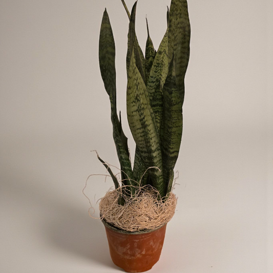 Snake Plant 'Zeylanica'