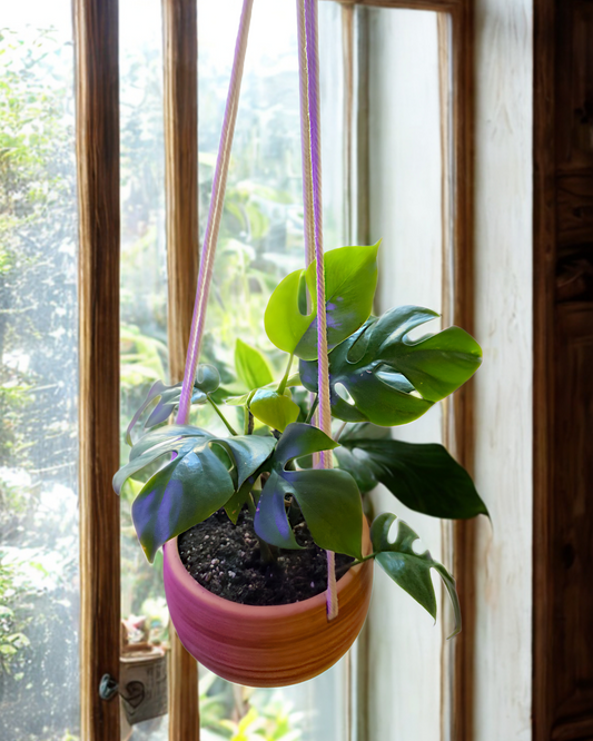Mini Monstera in Hanging Ceramic Pot