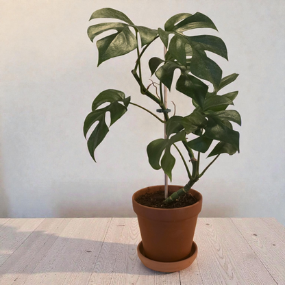 Mini Monstera