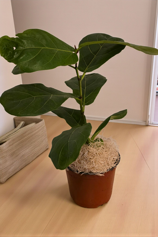 Ficus Lyrata