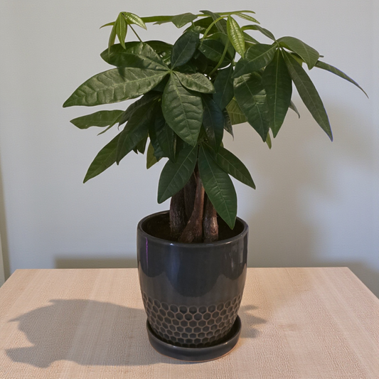 6 inch Pachira Braid (Money Tree) in Ceramic Pot