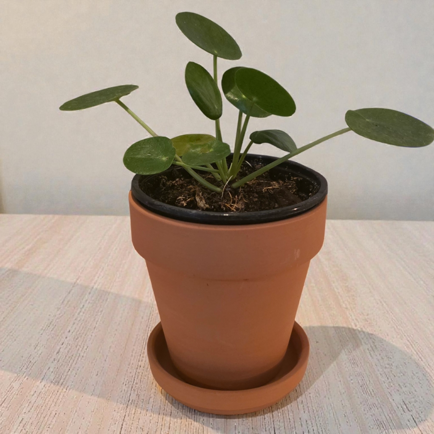 Pilea Peperomoides